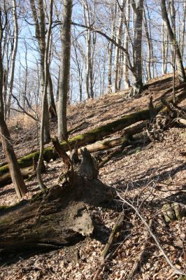 Herľany, 29.3.2014
Suťový les na vrchu Malé brdo.


Klíčová slova: Slanské vrchy Herľany Malé brdo