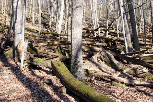 Herľany, 29.3.2014
Suťový les na vrchu Malé brdo.



Schlüsselwörter: Slanské vrchy Herľany Malé brdo Ampedus quadrisignatus praeustus