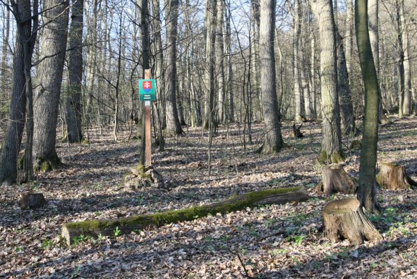 Herľany, 29.3.2014
Pod vrchem Malé brdo.



Klíčová slova: Slanské vrchy Herľany Malé brdo