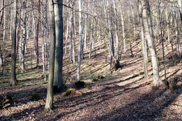 Herľany, 29.3.2014
Suťový les na vrchu Malé brdo.



Klíčová slova: Slanské vrchy Herľany Malé brdo