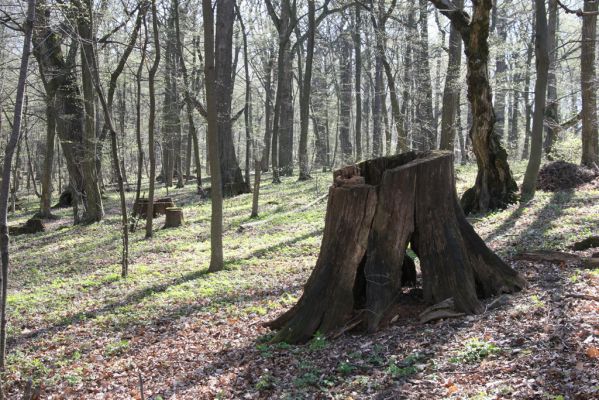 Herľany, 29.3.2014
Lesopark



Klíčová slova: Slanské vrchy Herľany lesopark