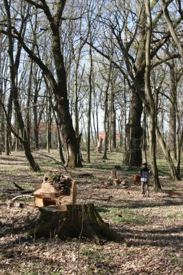 Herľany, 29.3.2014
Lesopark. Mrtvé duby na okraji lesoparku průběžně mizí.



Schlüsselwörter: Slanské vrchy Herľany lesopark Aleš Smatana