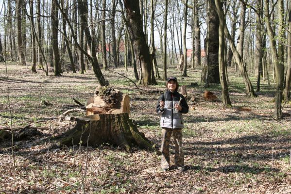 Herľany, 29.3.2014
Lesopark. Mrtvé duby na okraji lesoparku průběžně mizí.



Mots-clés: Slanské vrchy Herľany lesopark Aleš Smatana