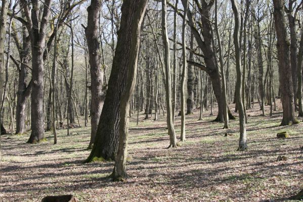 Herľany, 29.3.2014
Lesopark



Schlüsselwörter: Slanské vrchy Herľany lesopark