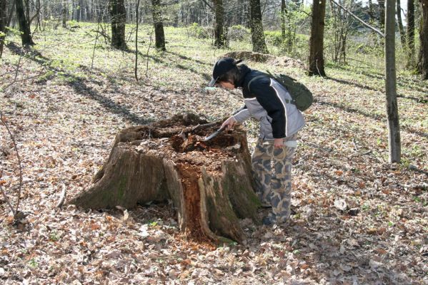 Herľany, 29.3.2014
Lesopark. Biotop kovaříka Ampedus nigerrimus.



Klíčová slova: Slanské vrchy Herľany lesopark Aleš Smatana Ampedus nigerrimus
