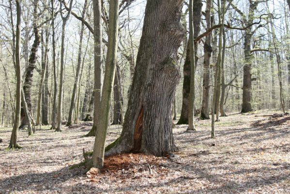Herľany, 29.3.2014
Lesopark.


Klíčová slova: Slanské vrchy Herľany lesopark páchník Osmoderma barnabita