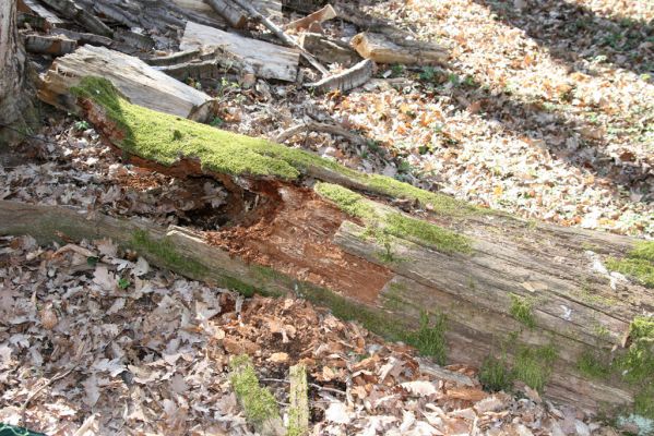 Herľany, 29.3.2014
Lesopark. Biotop kovaříka Ampedus guadrisignatus.


Klíčová slova: Slanské vrchy Herľany lesopark Ampedus guadrisignatus Prostomis mandibularis