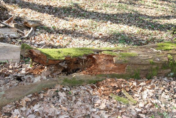 Herľany, 29.3.2014
Lesopark. Biotop kovaříka Ampedus guadrisignatus.



Schlüsselwörter: Slanské vrchy Herľany lesopark Ampedus guadrisignatus Prostomis mandibularis