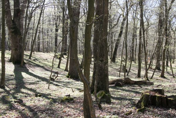 Herľany, 29.3.2014
Lesopark.



Klíčová slova: Slanské vrchy Herľany lesopark Ampedus quadrisignatus