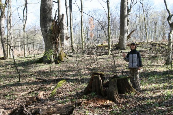 Herľany, 29.3.2014
Lesopark. Pařez dubu ve kterém jsem v roce 1996 nalezl kovaříky Ampedus quadrisignatus.



Mots-clés: Slanské vrchy Herľany lesopark Aleš Smatana Ampedus quadrisignatus