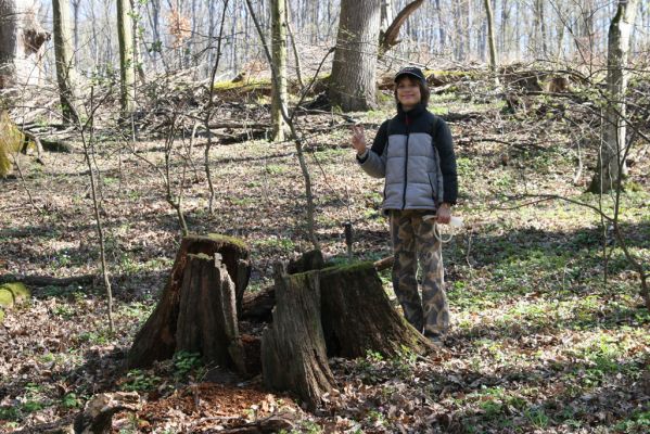 Herľany, 29.3.2014
Lesopark. Pařez dubu ve kterém jsem v roce 1996 nalezl kovaříky Ampedus quadrisignatus.


Klíčová slova: Slanské vrchy Herľany lesopark Ampedus quadrisignatus Aleš Smataka