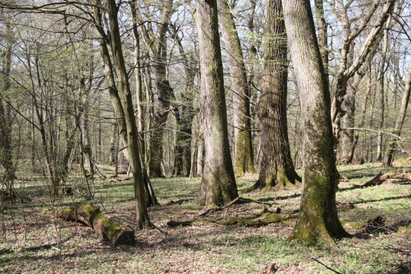 Herľany, 29.3.2014
Lesopark.



Klíčová slova: Slanské vrchy Herľany lesopark