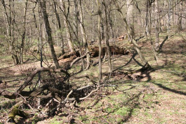 Herľany, 29.3.2014
Lesopark.



Klíčová slova: Slanské vrchy Herľany lesopark
