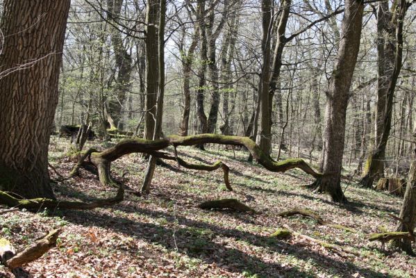 Herľany, 29.3.2014
Lesopark.



Klíčová slova: Slanské vrchy Herľany lesopark