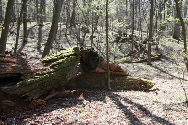 Herľany, 29.3.2014
Lesopark.



Klíčová slova: Slanské vrchy Herľany lesopark Gnorimus variabilis
