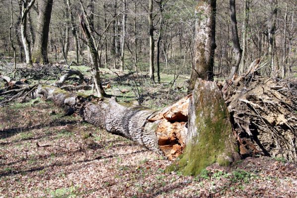 Herľany, 29.3.2014
Lesopark.



Klíčová slova: Slanské vrchy Herľany lesopark