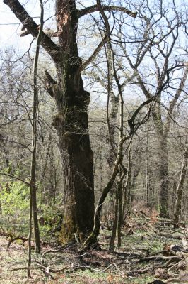 Herľany, 29.3.2014
Lesopark.



Klíčová slova: Slanské vrchy Herľany lesopark