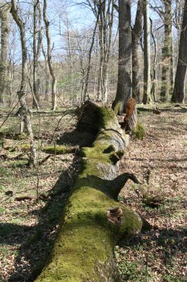 Herľany, 29.3.2014
Lesopark.


Klíčová slova: Slanské vrchy Herľany lesopark