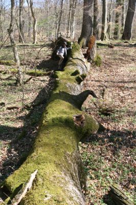 Herľany, 29.3.2014
Lesopark.



Klíčová slova: Slanské vrchy Herľany lesopark Aleš Smatana