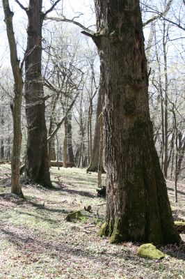 Herľany, 29.3.2014
Lesopark.



Klíčová slova: Slanské vrchy Herľany lesopark