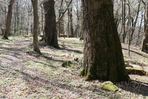 Herľany, 29.3.2014
Lesopark.



Klíčová slova: Slanské vrchy Herľany lesopark