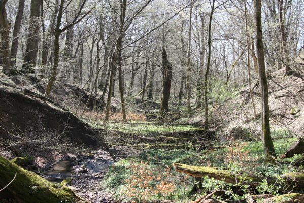 Herľany, 29.3.2014
Lesopark.


Klíčová slova: Slanské vrchy Herľany lesopark
