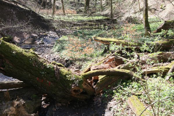 Herľany, 29.3.2014
Lesopark.



Klíčová slova: Slanské vrchy Herľany lesopark