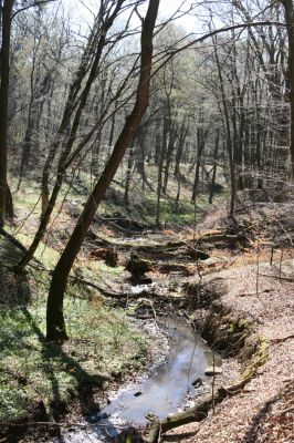 Herľany, 29.3.2014
Lesopark.



Klíčová slova: Slanské vrchy Herľany lesopark