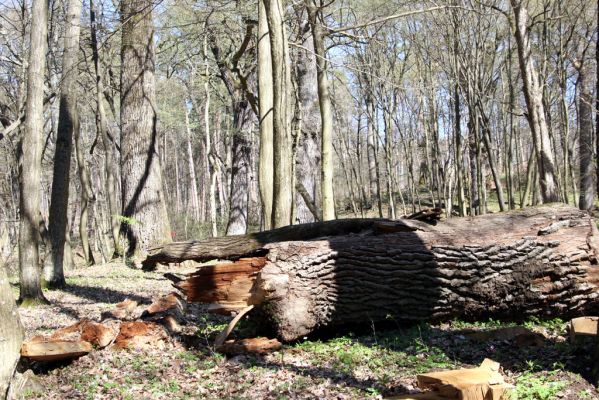 Herľany, 29.3.2014
Lesopark.



Schlüsselwörter: Slanské vrchy Herľany lesopark