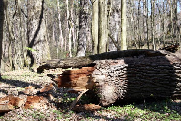 Herľany, 29.3.2014
Lesopark.



Klíčová slova: Slanské vrchy Herľany lesopark