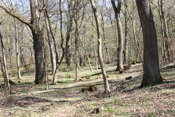 Herľany, 29.3.2014
Lesopark.



Klíčová slova: Slanské vrchy Herľany lesopark