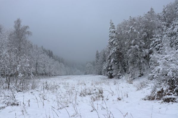 Heřmánkovice, 10.12.2021
Javoří hory - údolí Heřmánkovického potoka.
Klíčová slova: Heřmánkovice Heřmánkovický potok Javoří hory