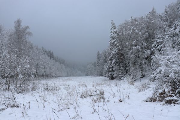 Heřmánkovice, 10.12.2021
Javoří hory - údolí Heřmánkovického potoka.
Keywords: Heřmánkovice Heřmánkovický potok Javoří hory