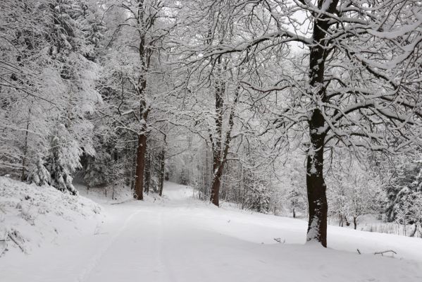 Heřmánkovice, 10.12.2021
Javoří hory - údolí Heřmánkovického potoka.
Klíčová slova: Heřmánkovice Heřmánkovický potok Javoří hory
