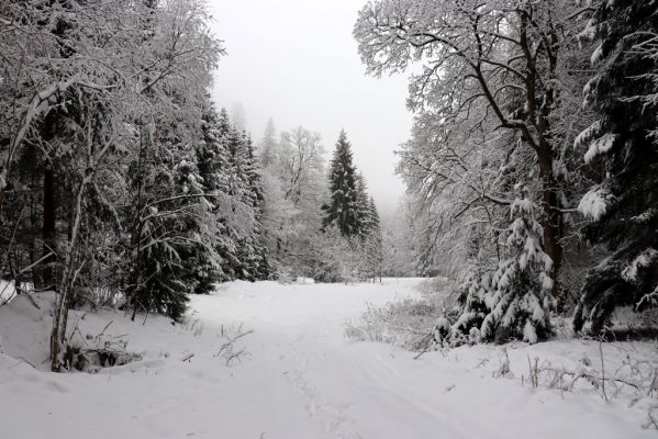 Heřmánkovice, 10.12.2021
Javoří hory - údolí Heřmánkovického potoka.
Keywords: Heřmánkovice Heřmánkovický potok Javoří hory