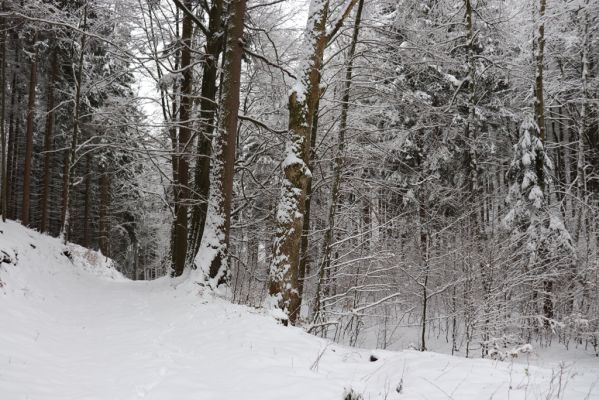 Heřmánkovice, 10.12.2021
Javoří hory - Kraví údolí. Biotop Phloeostichus denticollis.
Schlüsselwörter: Heřmánkovice Javoří hory Kraví údolí Phloeostichus denticollis