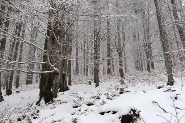 Heřmánkovice, 10.12.2021
Javoří hory - bučina nad Kravím údolím.
Klíčová slova: Heřmánkovice Javoří hory Kraví údolí