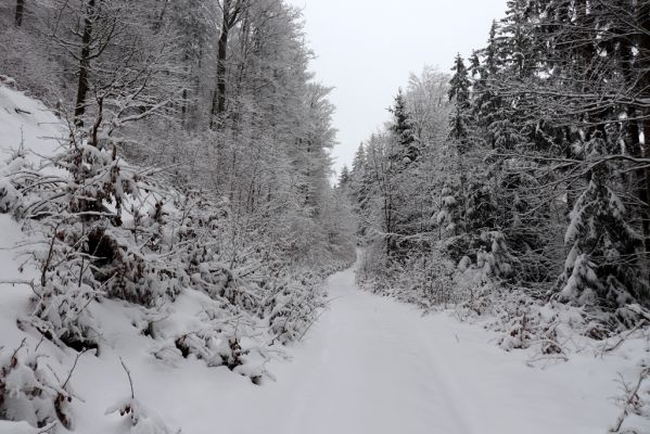 Heřmánkovice, 10.12.2021
Javoří hory - cesta z Kravího údolí k Vodnímu dolu.
Klíčová slova: Heřmánkovice Javoří hory Kraví údolí