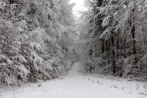 Heřmánkovice, 10.12.2021
Javoří hory - cesta přes Vodní důl.
Klíčová slova: Heřmánkovice Javoří hory Vodní důl