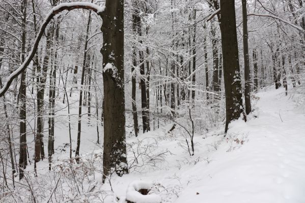 Heřmánkovice, 10.12.2021
Javoří hory - Vodní důl.
Keywords: Heřmánkovice Javoří hory Vodní důl