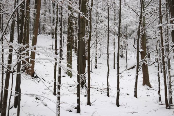 Heřmánkovice, 10.12.2021
Javoří hory - Vodní důl.
Klíčová slova: Heřmánkovice Javoří hory Vodní důl