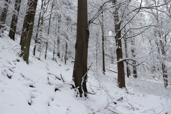 Heřmánkovice, 10.12.2021
Javoří hory - Vodní důl.
Klíčová slova: Heřmánkovice Javoří hory Vodní důl