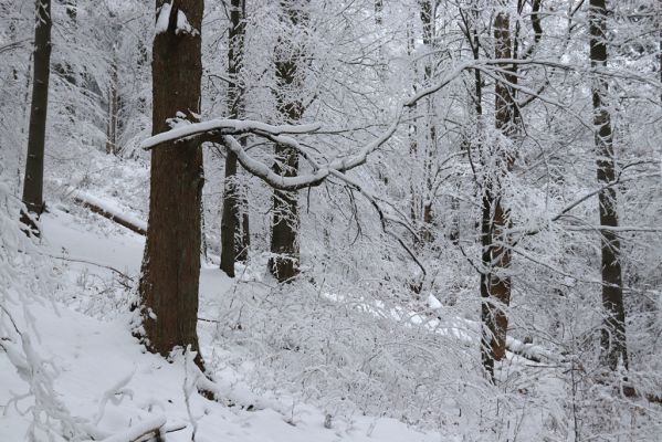 Heřmánkovice, 10.12.2021
Javoří hory - Vodní důl.
Schlüsselwörter: Heřmánkovice Javoří hory Vodní důl