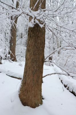 Heřmánkovice, 10.12.2021
Javoří hory - Vodní důl.
Keywords: Heřmánkovice Javoří hory Vodní důl