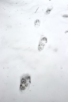 Heřmánkovice, 10.12.2021
Údolí Heřmánkovického potoka - vlčí stopy.
Keywords: Heřmánkovice Heřmánkovický potok Javoří hory