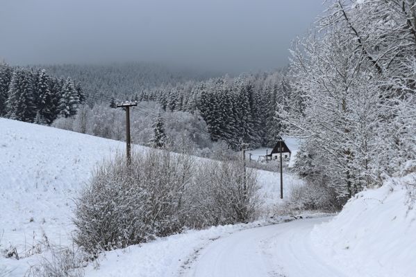 Heřmánkovice, 10.12.2021
Heřmánkovice.
Klíčová slova: Heřmánkovice Javoří hory