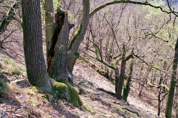 Heroltice env., rezervace Sokolí, 22. IV. 2003
Suťový les. V trouchnivém dřevě rozlomené dutiny dubu jsem nalezl kovaříky Ampedus brunnicornis a roháčky Aesalus scarabaeoides


Klíčová slova: Heroltice rezervace Sokolí Ampedus brunnicornis Aesalus scarabaeoides