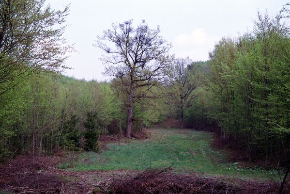 Hlivištia, 26.4.2003
Duby na loukách pod vrchem Drieň.



Klíčová slova: Hlivištia Drieň