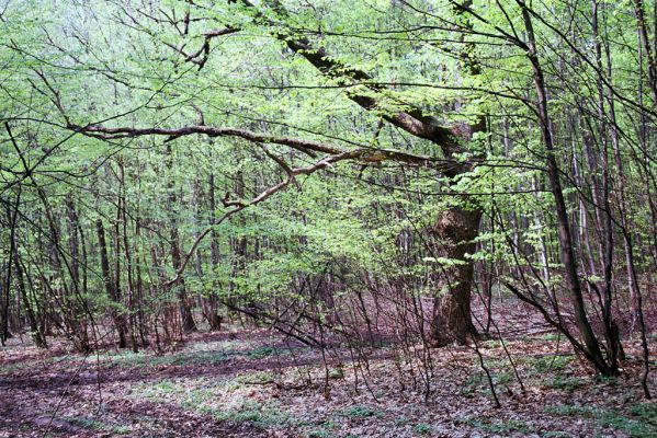 Hlivištia, 26.4.2003
Dub pod vrchem Drieň.
Klíčová slova: Hlivištia Drieň Elater ferrugineus Ampedus hjorti