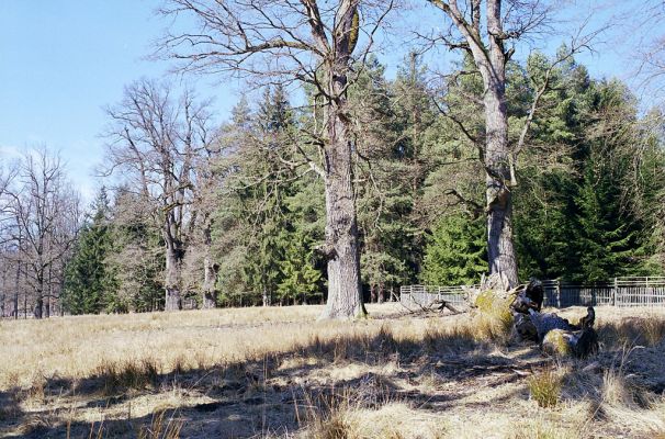 Hluboká nad Vltavou, 10.3.2003
Stará obora, okolí Zlatěšovického rybníka.



Klíčová slova: Hluboká nad Vltavou Stará obora Zlatěšovický rybník